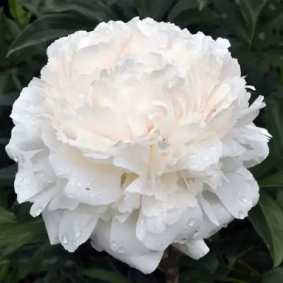 Пион БРАЗЕР ЧАК травянистый в Пинске