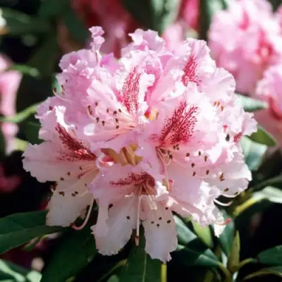 Рододендрон ЧИР в Пинске