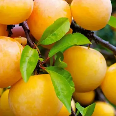 Слива МЕДОВАЯ ЖЁЛТАЯ в Пинске