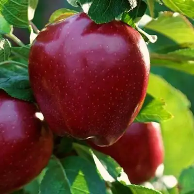 Яблоня РЕД ЧИФ в Пинске