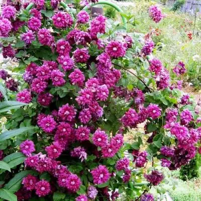 Клематис ПУРПУРЕА ПЛЕНА ЭЛЕГАНС в Пинске