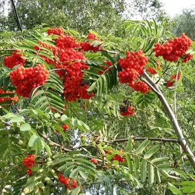 Рябина САХАРНАЯ ПЕТРОВА сладкоплодная в Пинске