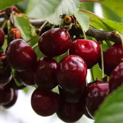 Вишня НОВОДВОРСКАЯ в Пинске