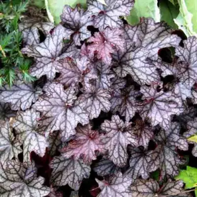 Гейхера ШУГА ФРОСТИНГ в Пинске