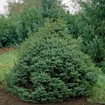 Ель НАНА сербская в Пинске