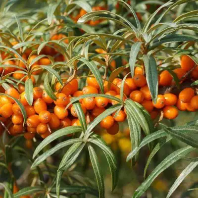 Облепиха РОСИНКА в Пинске