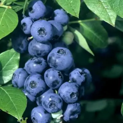 Голубика НОРТ КАНТРИ в Пинске
