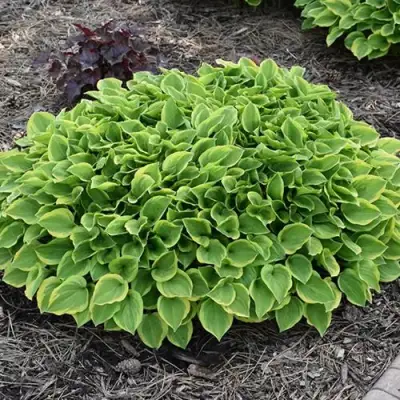 Хоста ГОЛДЕН ТИАРА в Пинске