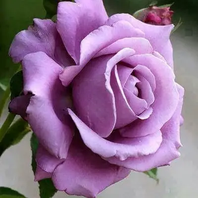 Роза МАЙЗЕР чайно-гибридная в Пинске