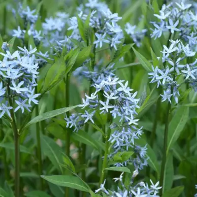 Амсония иволистная в Пинске