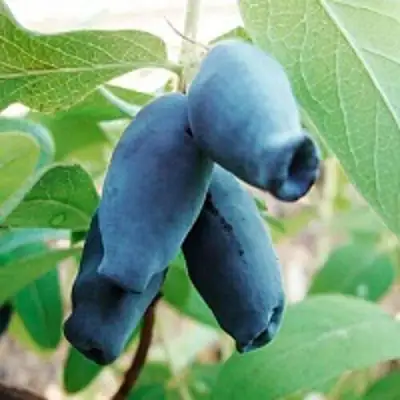 Жимолость съедобная АМФОРА в Пинске