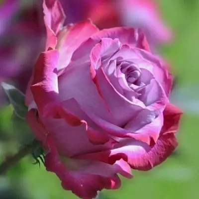 Роза ДИП ВОТЕР чайно-гибридная в Пинске