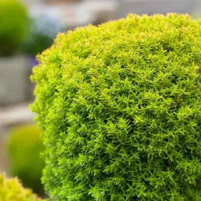 Туя АННИЕК западная в Пинске