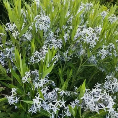 Амсония иволистная в Пинске