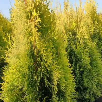 Туя ГОЛДЕН СМАРАГД западная в Пинске