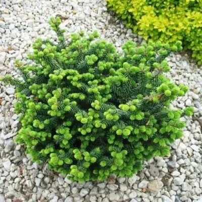 Пихта НАНА бальзамическая в Пинске