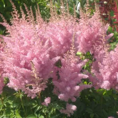 Астильба ЭДЕНС ОДИССЕЙ Арендса в Пинске