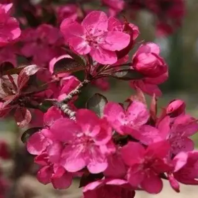 Яблоня РЕД КЕТТИ в Пинске