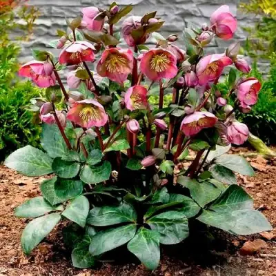 Морозник ВОСТОЧНЫЙ в Пинске