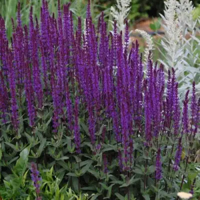 Шалфей КАРАДОНА в Пинске