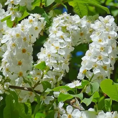 Черемуха ЧАЙКА в Пинске