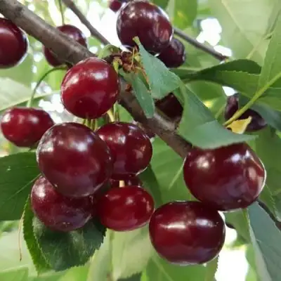 Дюк СЛАВЯНКА в Пинске