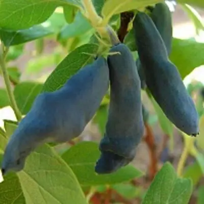 Жимолость съедобная НИМФА (ГАММА) в Пинске