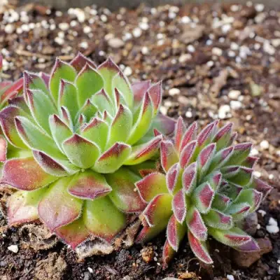 Молодило РУССКОЕ в Пинске