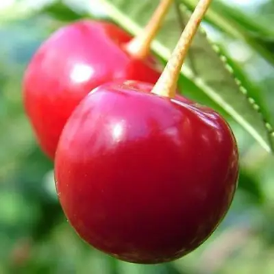 Вишня ЗАРАНКА в Пинске