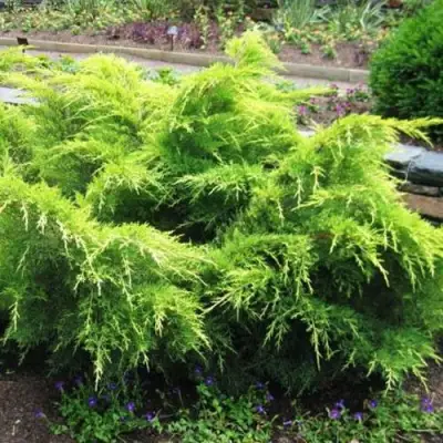 Можжевельник ГОЛД КОСТ средний в Пинске