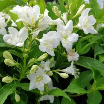 Вейгела БРИСТОЛЬСКАЯ СНЕЖИНКА в Пинске