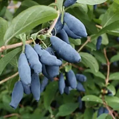 Жимолость съедобная ГОРДОСТЬ БАКЧАРА в Пинске