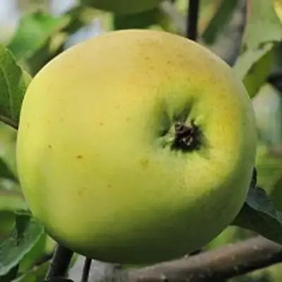 Яблоня РОССИЯНКА в Пинске