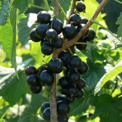 Смородина черная ВОЛОГДА в Пинске