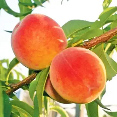 Персик ОНТАРИО в Пинске