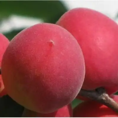 Абрикос РУБИН в Пинске