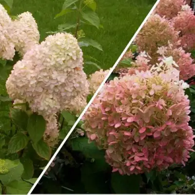 Комплект НЕЖНЫЕ ЧУВСТВА в Пинске