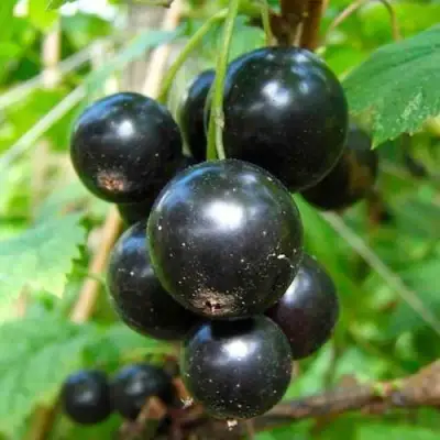 Смородина чёрная ЛЕНТЯЙ в Пинске