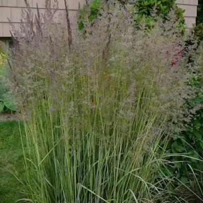 Вейник АВАЛАНШ остроцветковый в Пинске