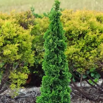 Туя СПИРАЛИС МИНИ западная в Пинске