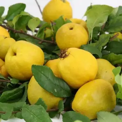 Айва ЯПОНСКАЯ в Пинске