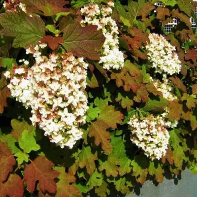 Гортензия БЛЭК ПОРШ дуболистная в Пинске