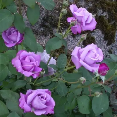 Роза СИЛЬВЕР СТАР чайно-гибридная в Пинске