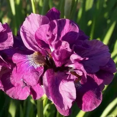 Ирис БАНДЛ ОВ ДЖОЙ сибирский в Пинске