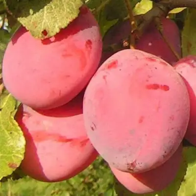 Слива ФАВОРИТЕ ДЕ СУЛТАНО в Пинске