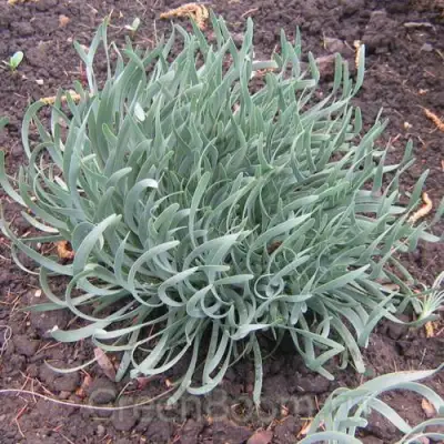 Лук СПИРАЛИС горный в Пинске