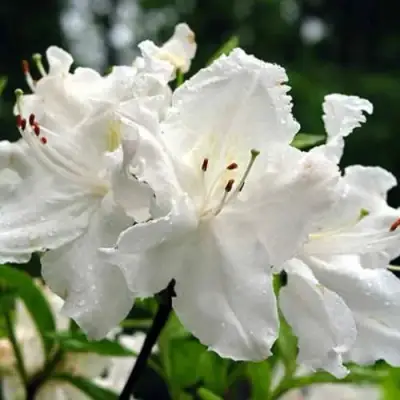 Азалия ОКСИДОЛ листопадная в Пинске