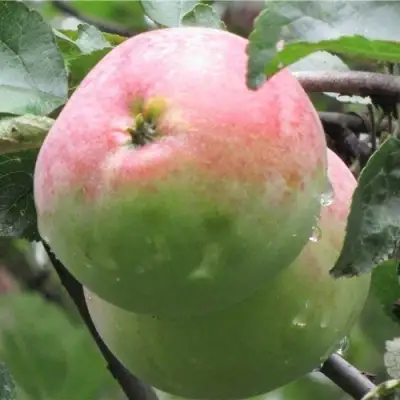 Яблоня МОСКОВСКОЕ ЗИМНЕЕ в Пинске