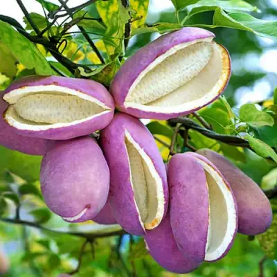 Акебия ПЯТЁРНАЯ  в Пинске