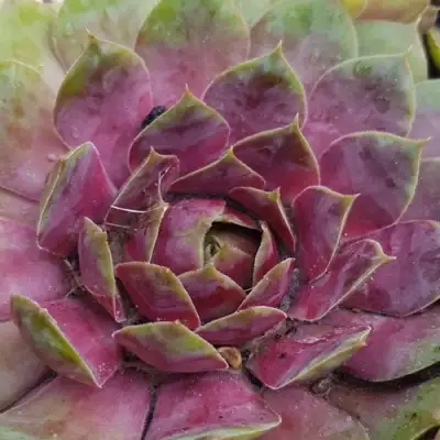 Молодило УФО в Пинске